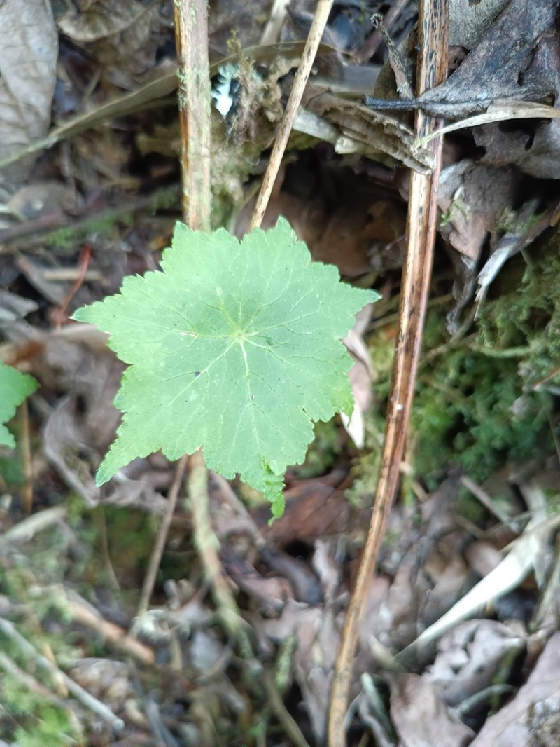 Hydrocotyle peruviana photo 4