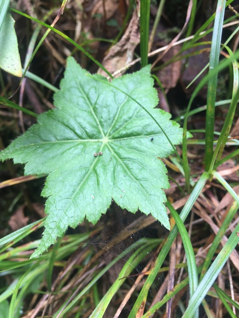 Hydrocotyle peruviana photo 5