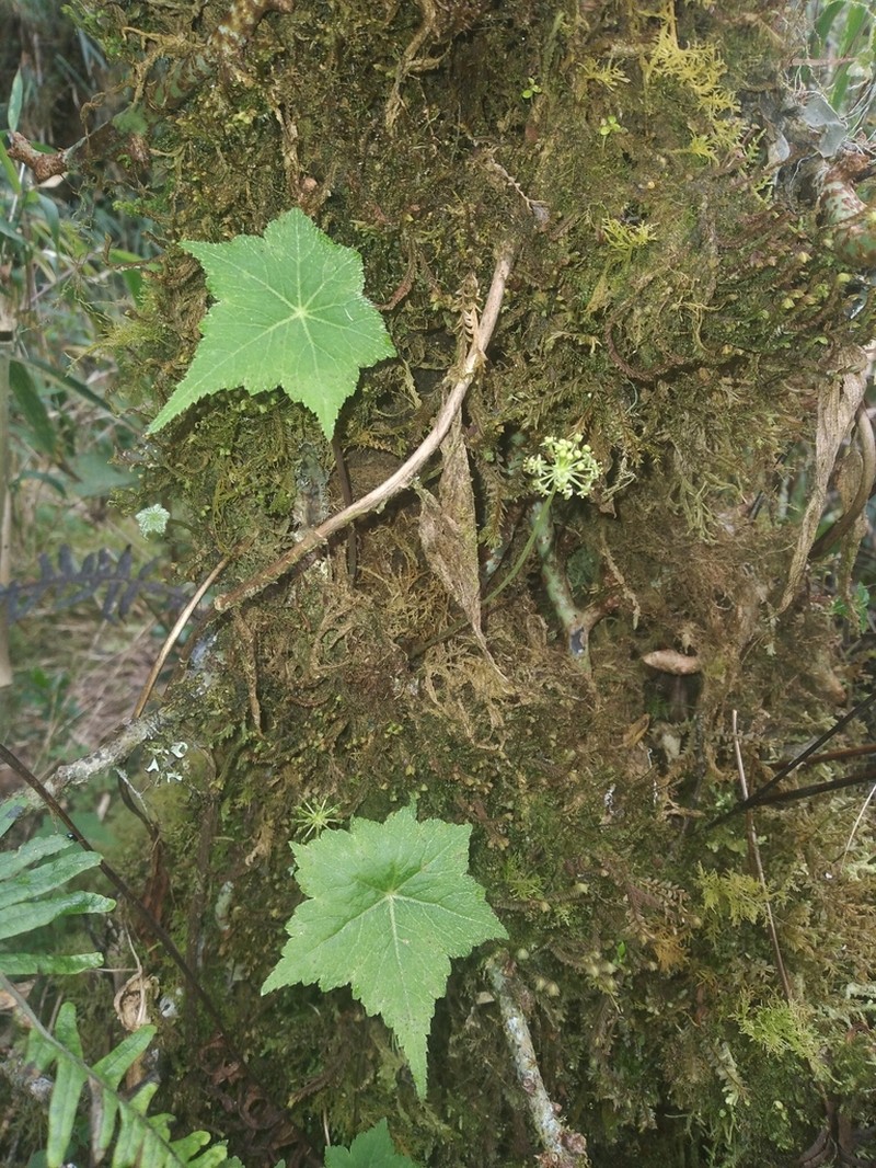 Hydrocotyle peruviana photo 6