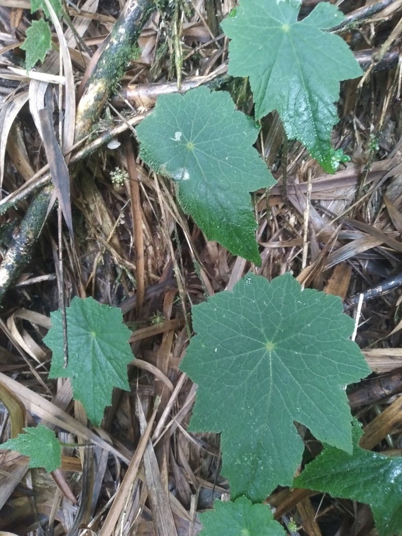 Hydrocotyle peruviana photo 7