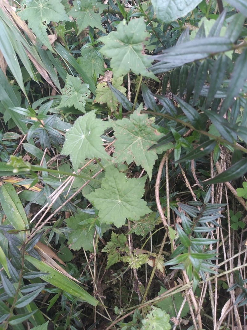 Hydrocotyle peruviana photo 8