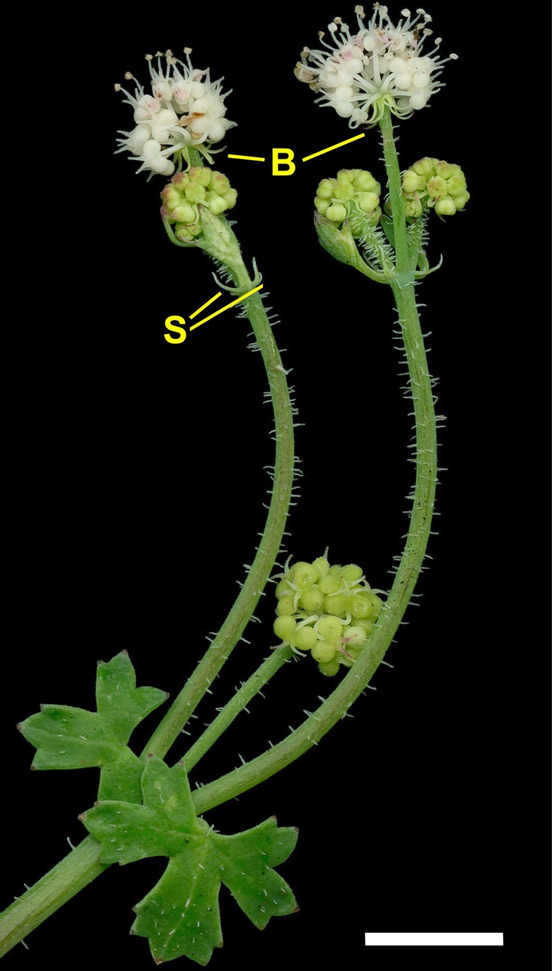 Hydrocotyle phoenix