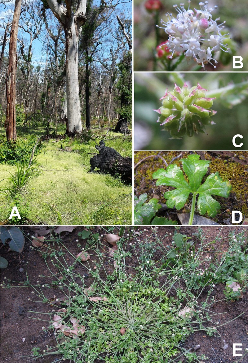 Hydrocotyle phoenix photo 2