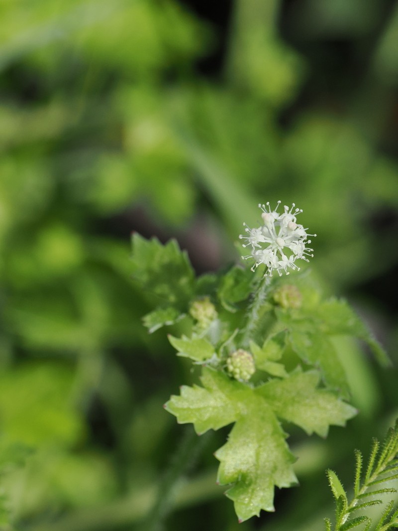 Hydrocotyle phoenix photo 4