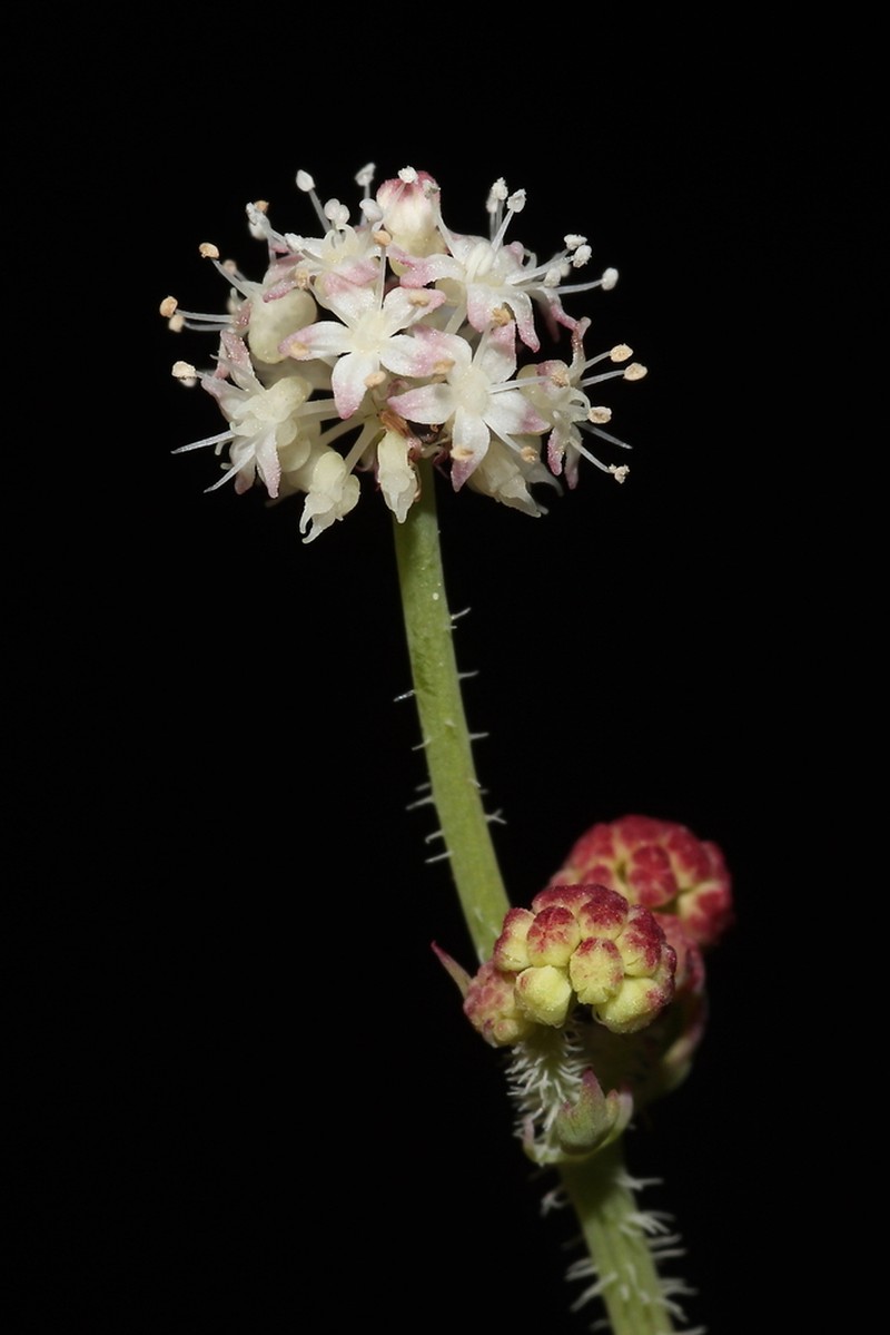 Hydrocotyle phoenix photo 5
