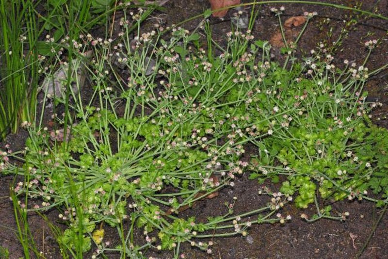 Hydrocotyle phoenix photo 7