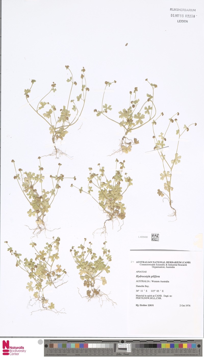 Hydrocotyle pilifera photo 2