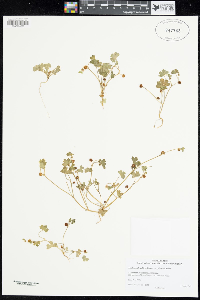 Hydrocotyle pilifera photo 3