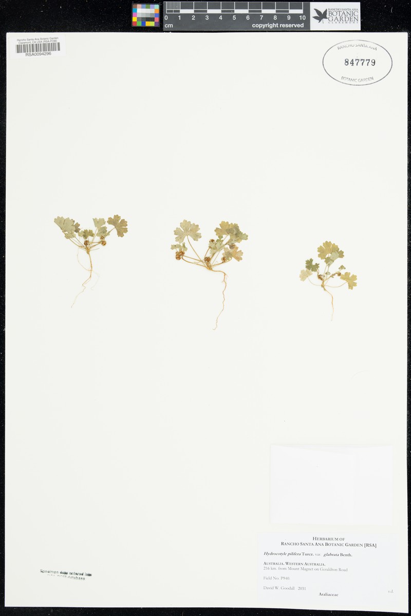 Hydrocotyle pilifera photo 4