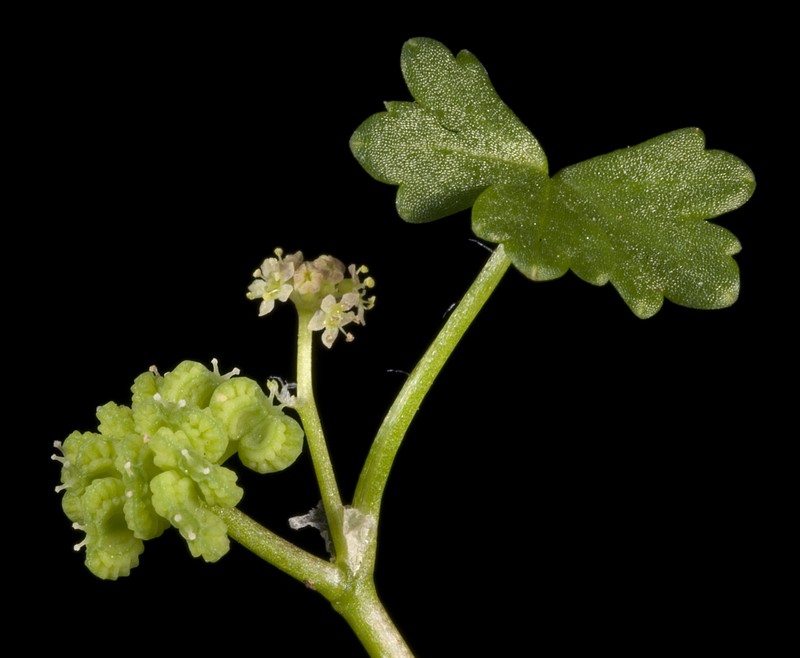 Hydrocotyle pilifera