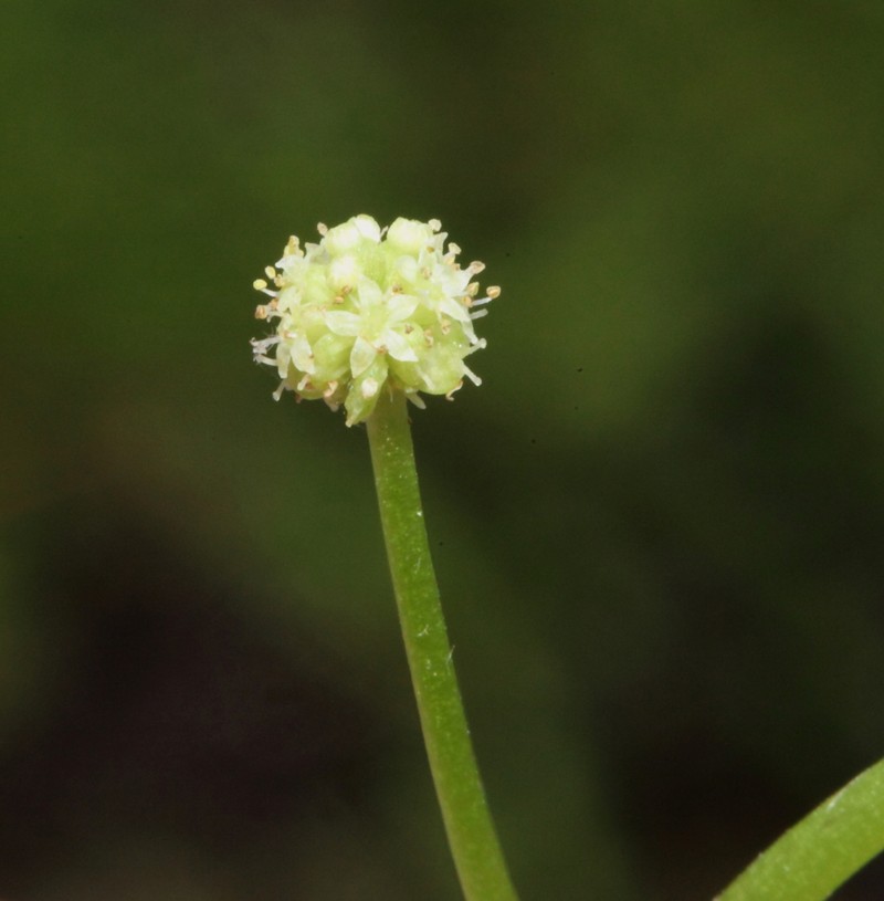 Hydrocotyle plebeya