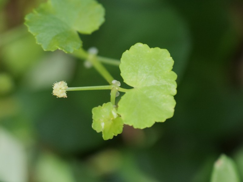 Hydrocotyle plebeya photo 2