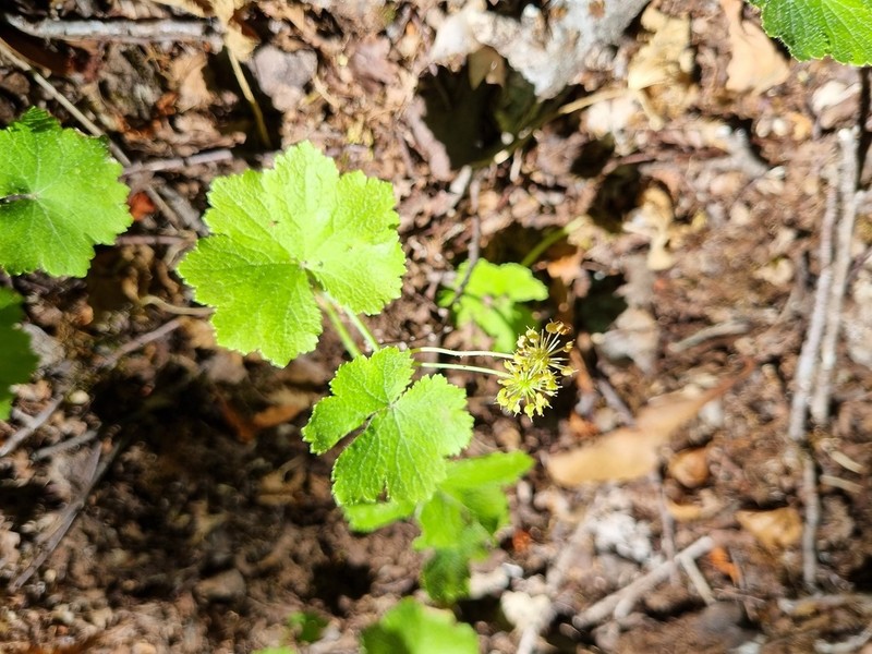 Hydrocotyle poeppigii photo 2