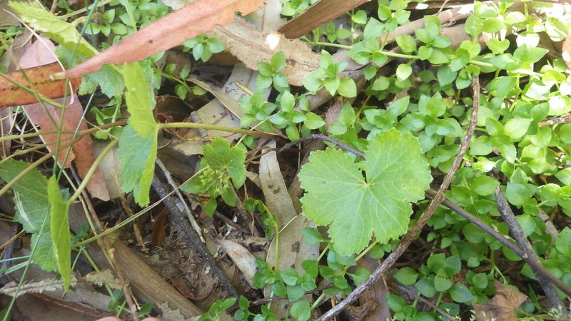 Hydrocotyle poeppigii photo 3