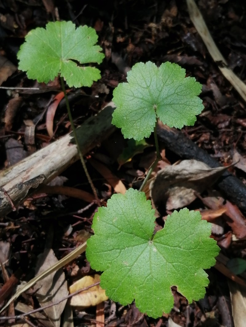 Hydrocotyle poeppigii photo 4