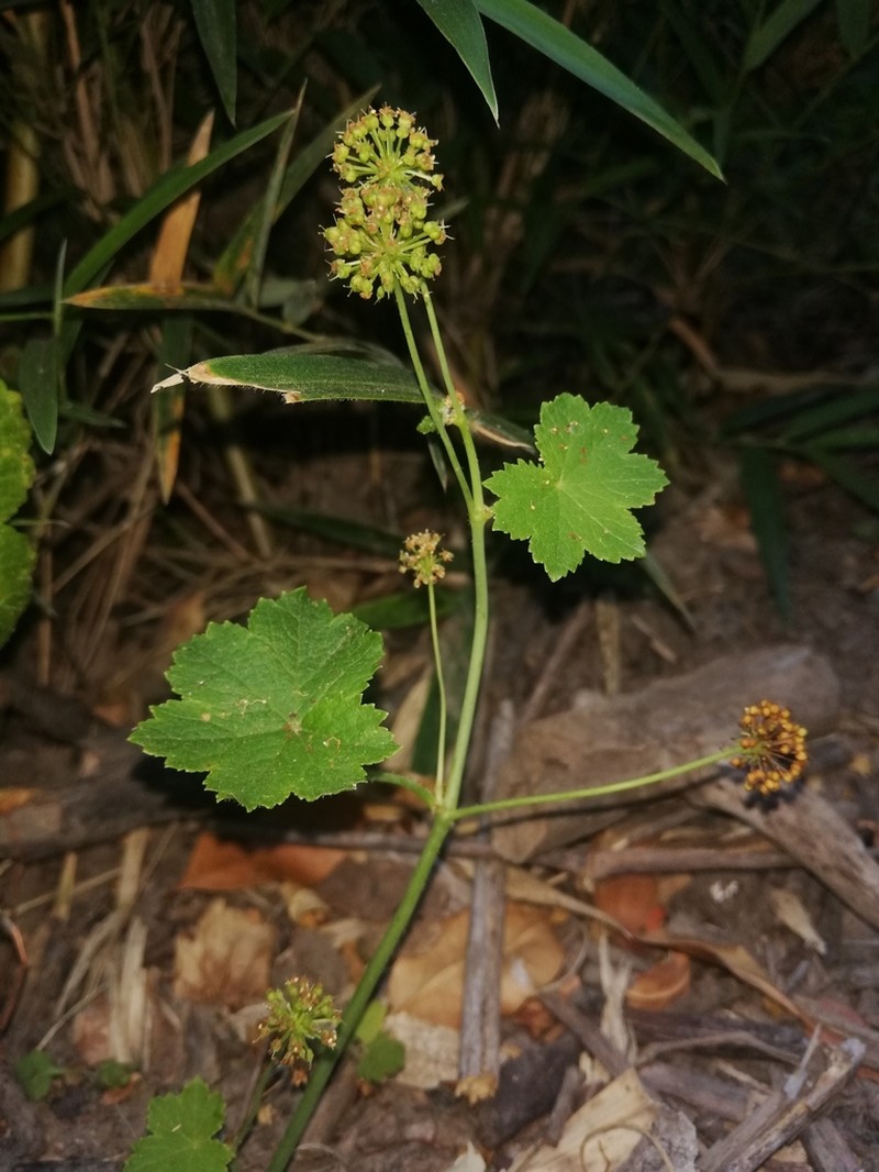 Hydrocotyle poeppigii photo 5