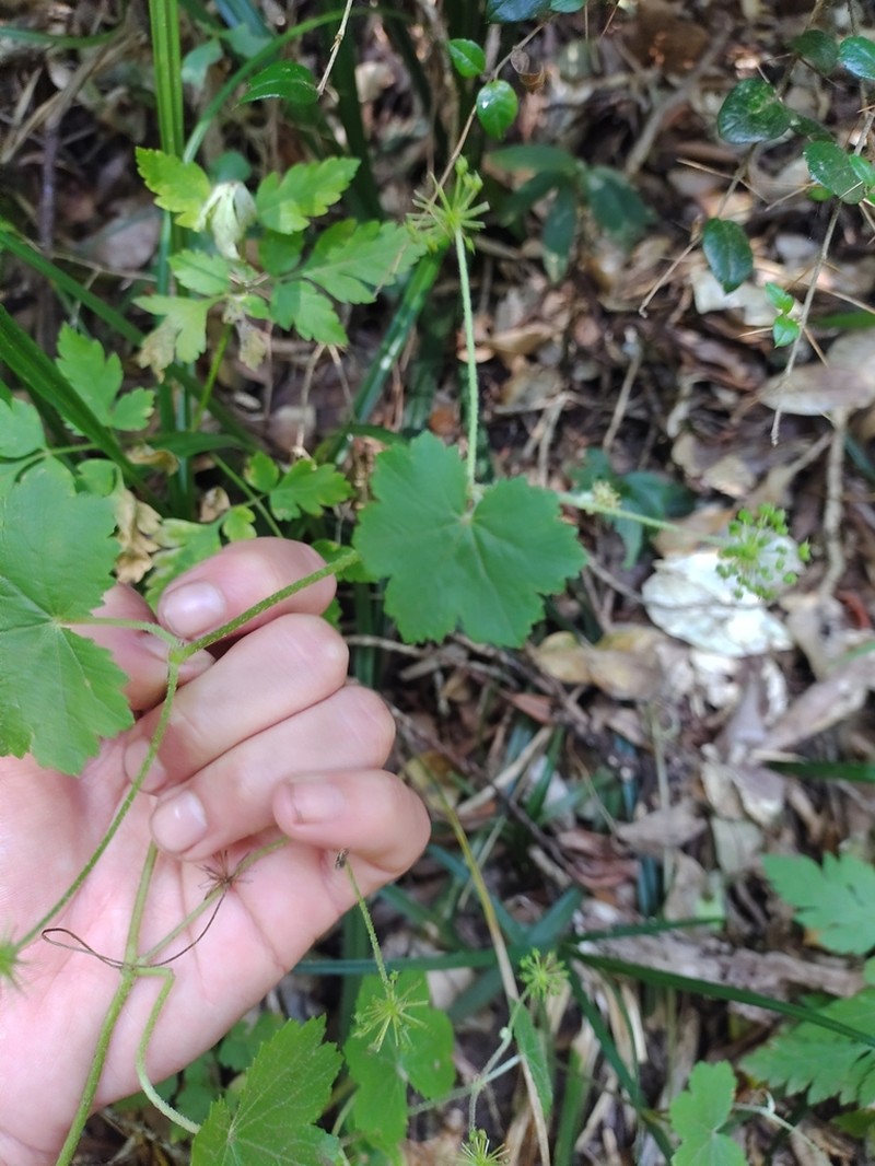 Hydrocotyle poeppigii photo 6