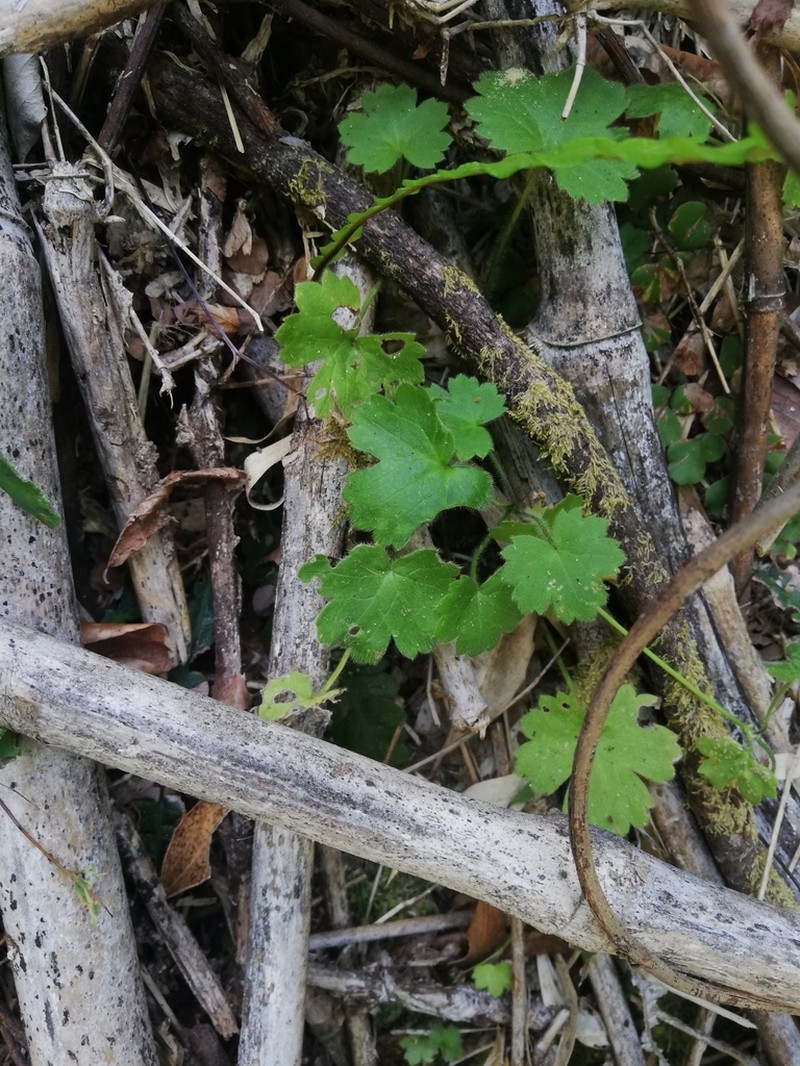 Hydrocotyle poeppigii photo 7