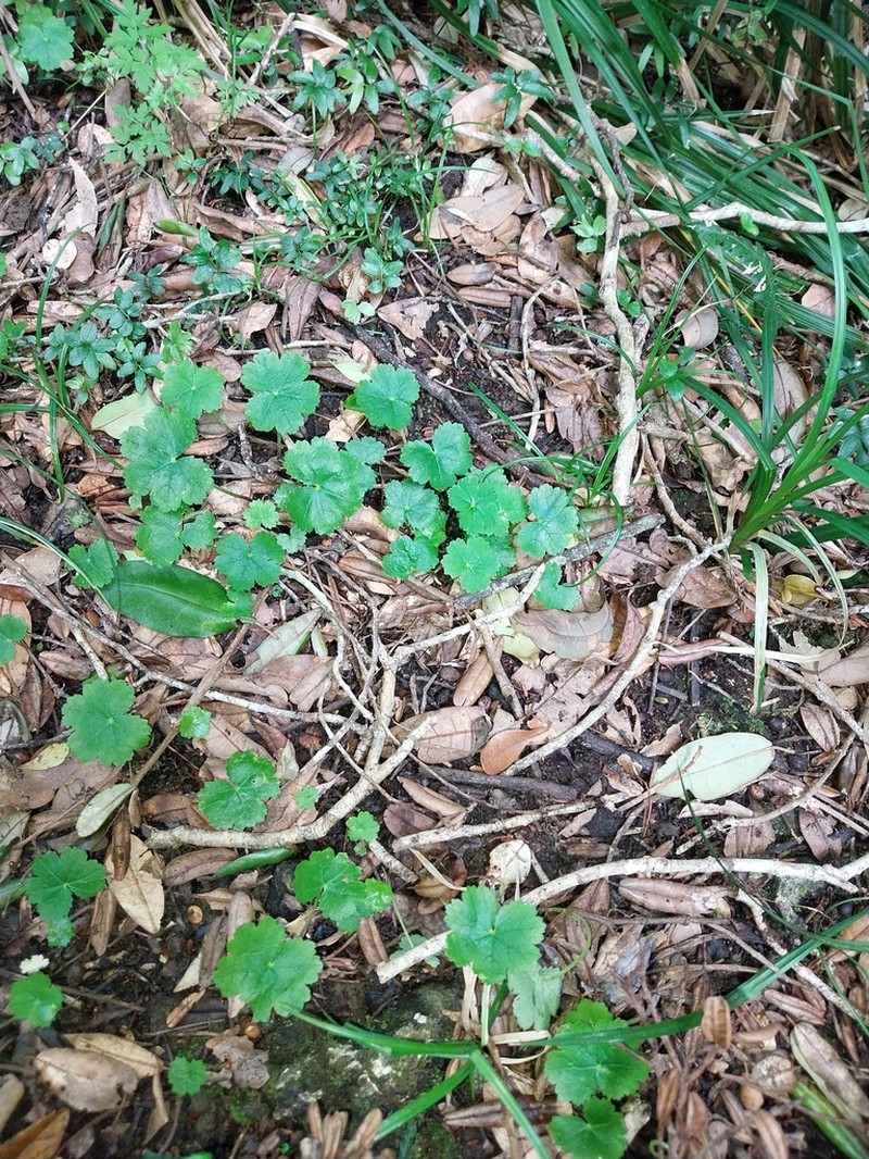 Hydrocotyle poeppigii photo 8