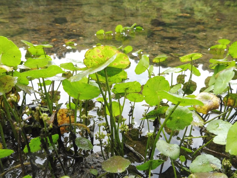 Whorled Marshpennywort