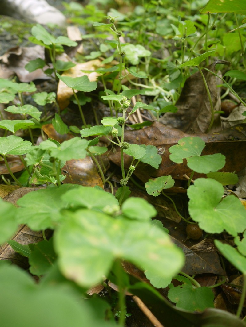 Hydrocotyle pseudoconferta photo 2