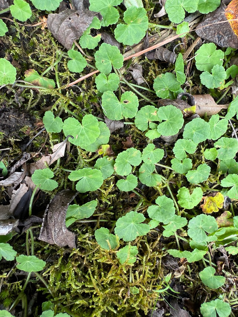 Hydrocotyle pseudoconferta photo 3