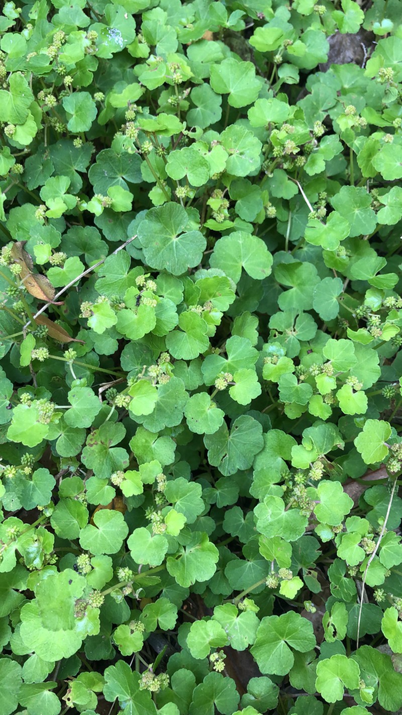 Hydrocotyle pseudoconferta photo 4