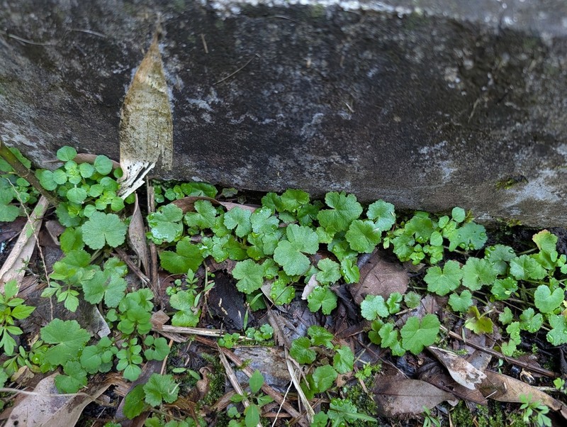 Hydrocotyle pseudoconferta photo 5