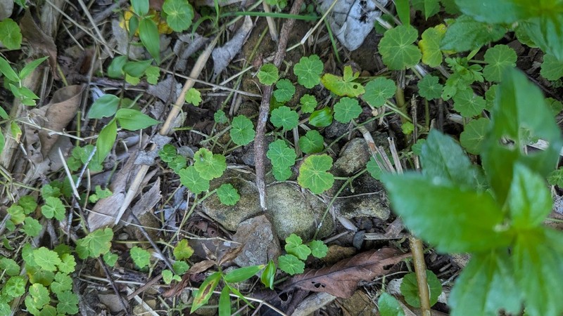 Hydrocotyle pseudoconferta photo 6