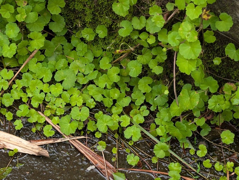 Hydrocotyle pseudoconferta photo 7