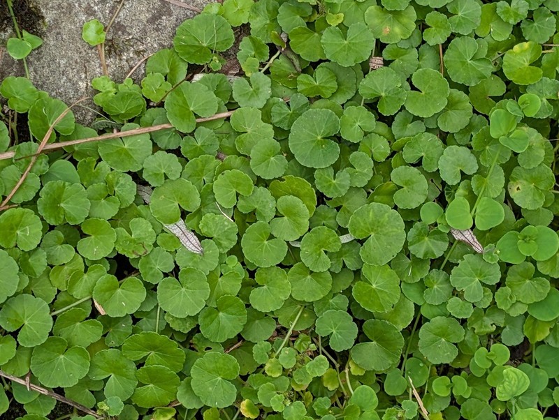 Hydrocotyle pseudoconferta photo 8