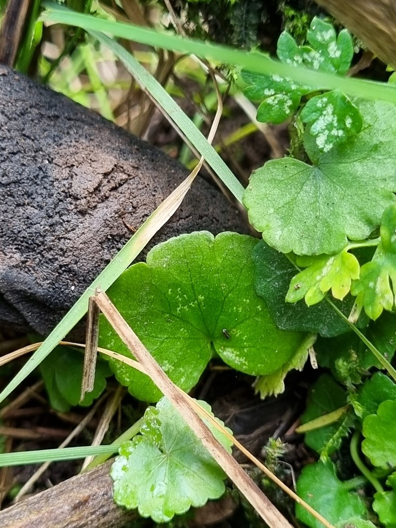 Hydrocotyle pterocarpa photo 2