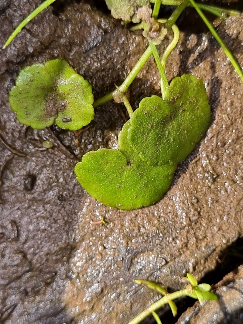 Hydrocotyle pterocarpa photo 3