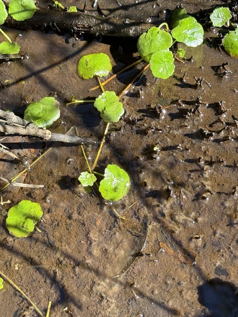 Hydrocotyle pterocarpa photo 4