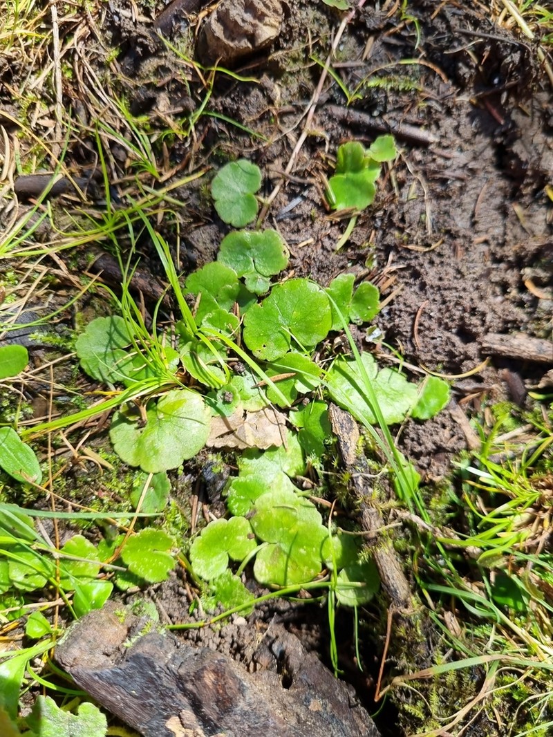 Hydrocotyle pterocarpa photo 5