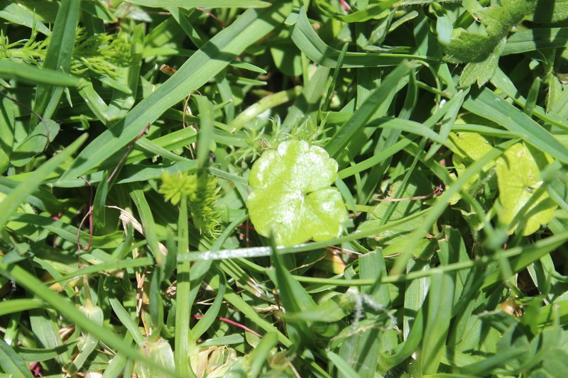 Hydrocotyle pterocarpa photo 6