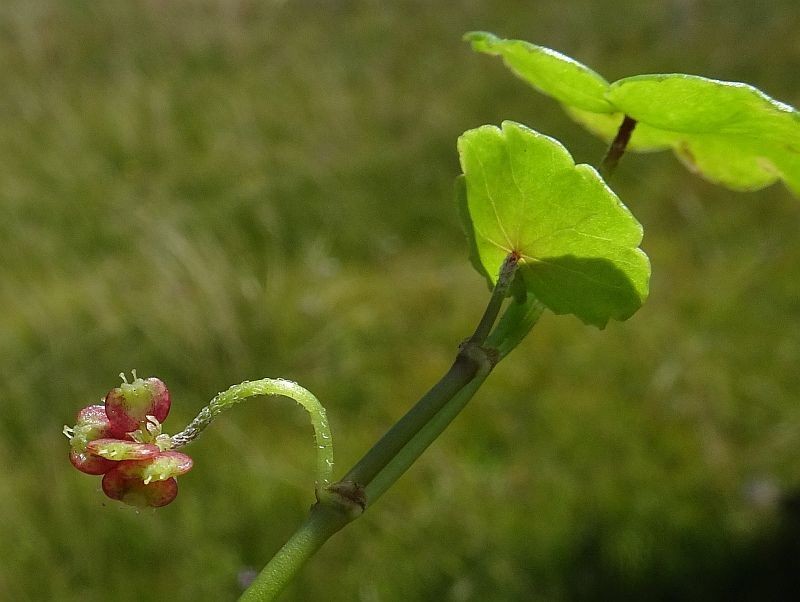Hydrocotyle pterocarpa photo 7