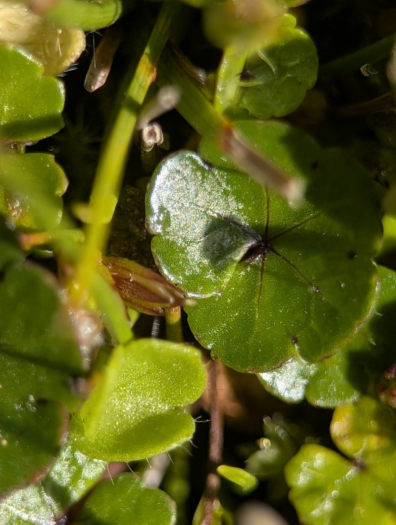 Hydrocotyle pterocarpa photo 8