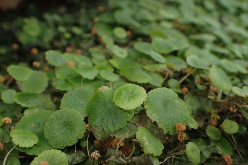 Tropical Marshpennywort