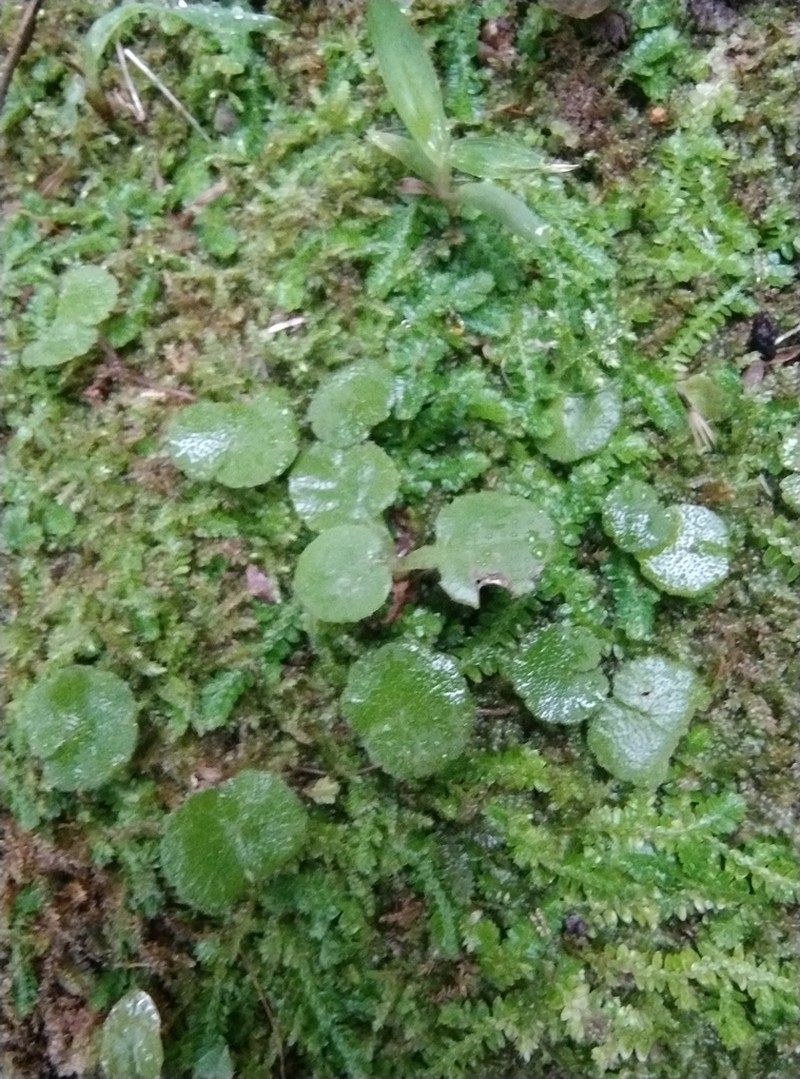 Tropical Marshpennywort