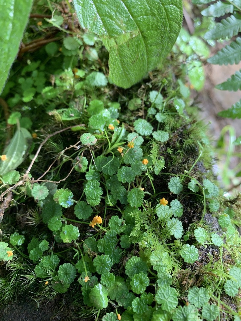Tropical Marshpennywort photo 2