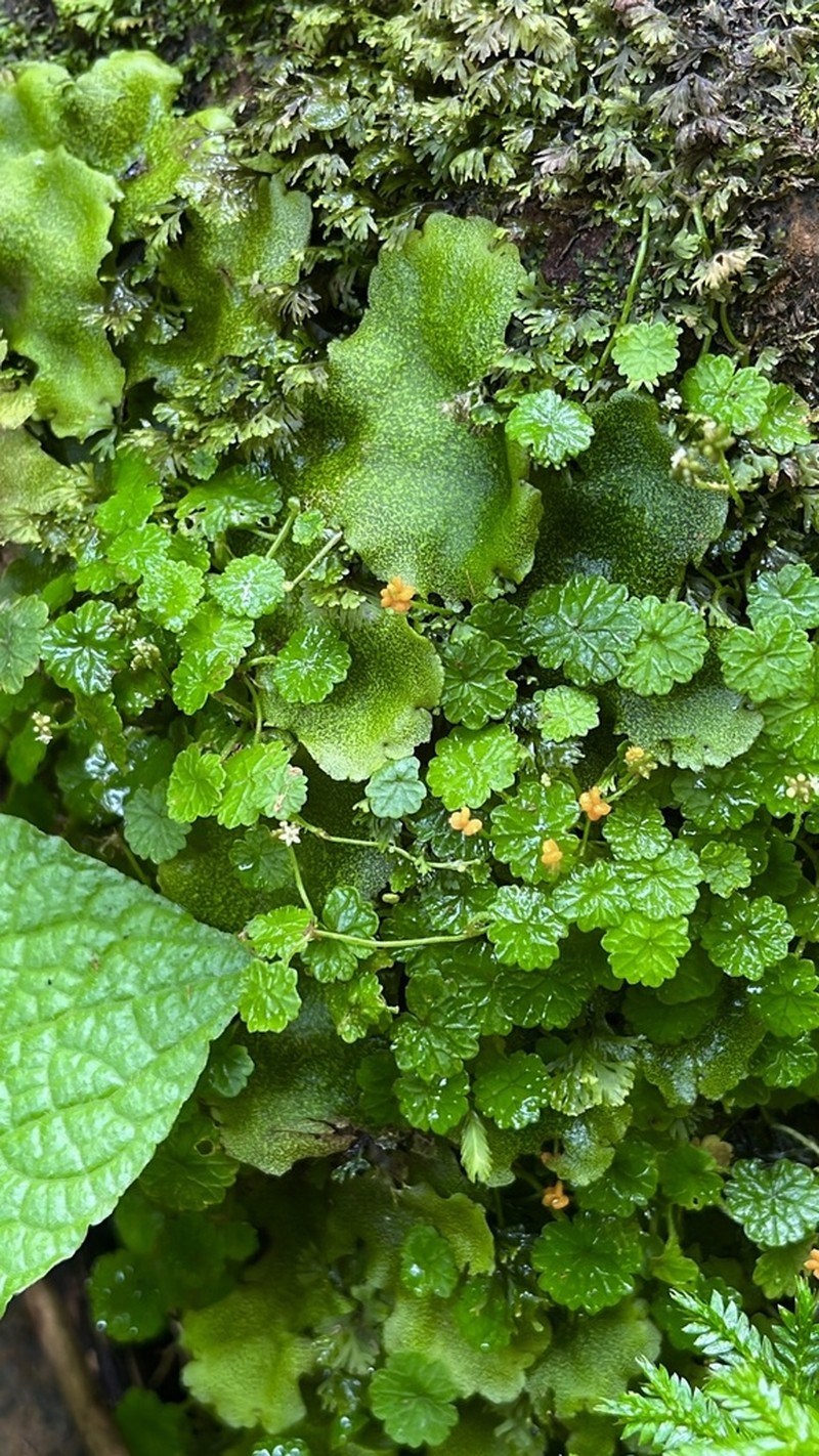 Tropical Marshpennywort photo 3
