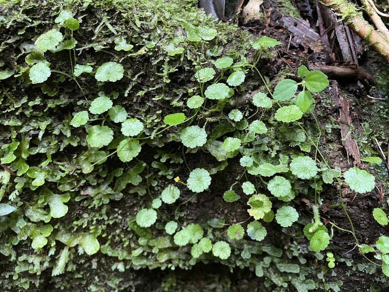 Tropical Marshpennywort photo 4