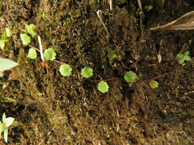 Tropical Marshpennywort photo 5