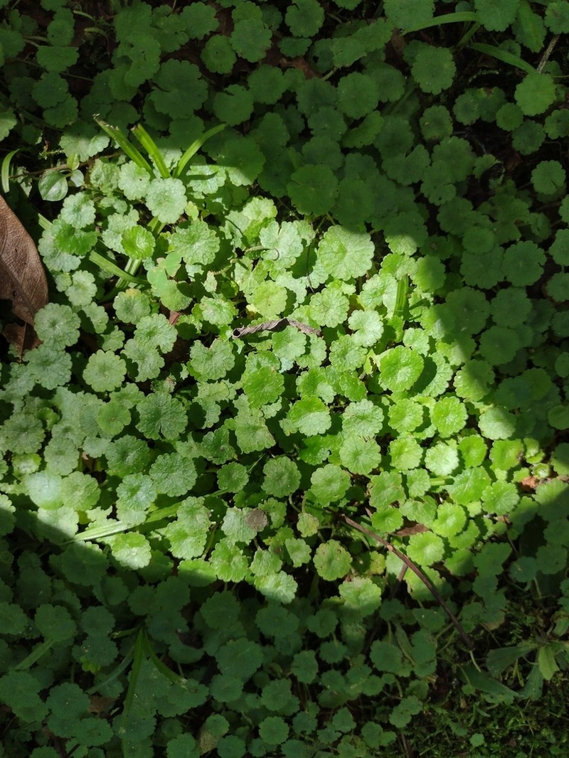 Tropical Marshpennywort photo 6