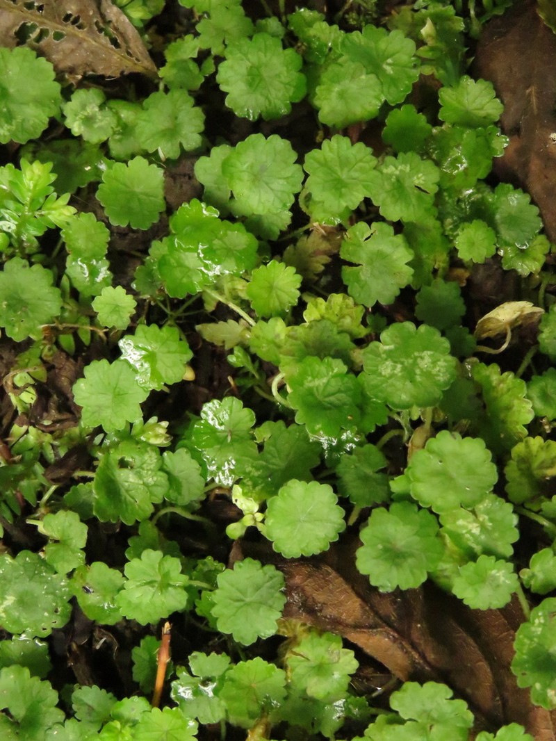 Tropical Marshpennywort photo 7