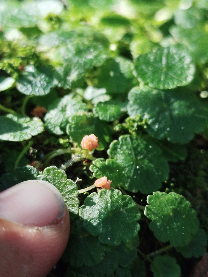 Tropical Marshpennywort photo 8