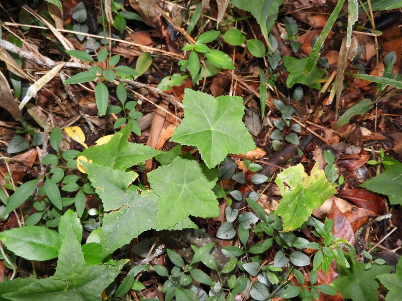 Hydrocotyle quinqueloba