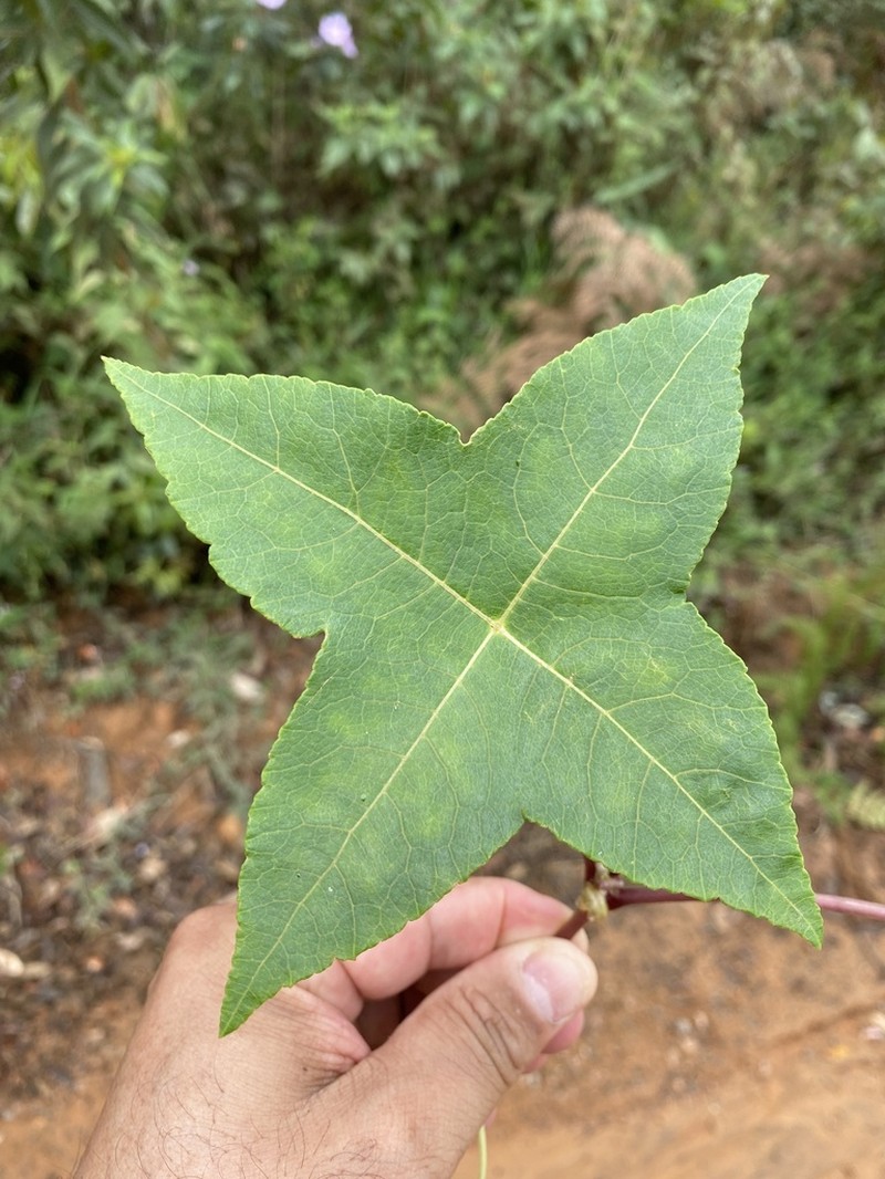Hydrocotyle quinqueloba photo 2