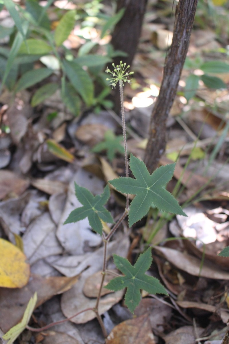 Hydrocotyle quinqueloba photo 3
